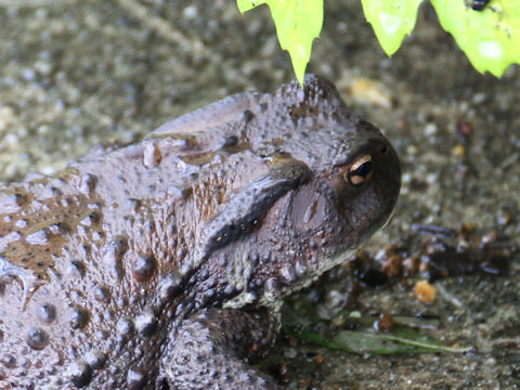 Bufo japonicus formosus