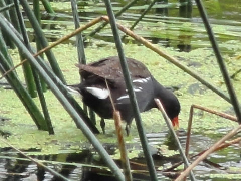 Gallinula chloropus