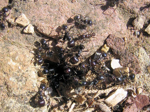 Messor barbarus