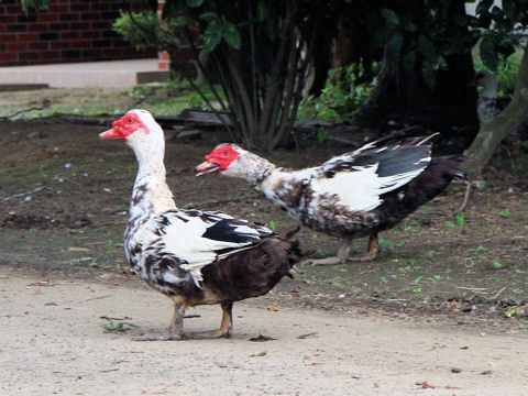 Cairina moschata