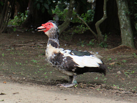 Cairina moschata