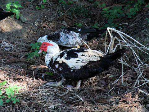 Cairina moschata