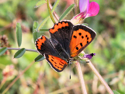 Lycaena phlaeas daimio