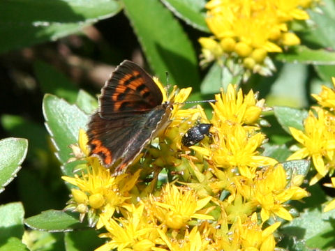 Lycaena phlaeas daimio