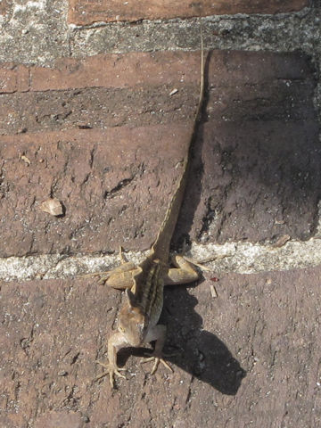 Anolis sagrei