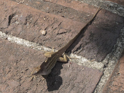 Anolis sagrei