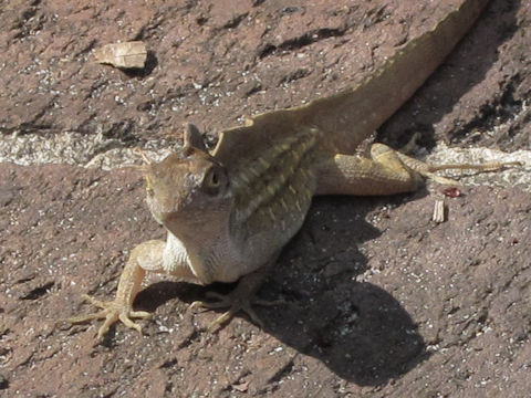 Anolis sagrei