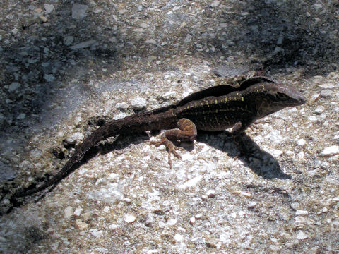 Anolis sagrei