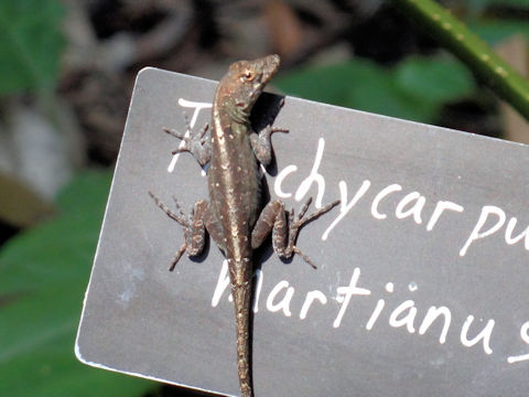 Anolis sagrei