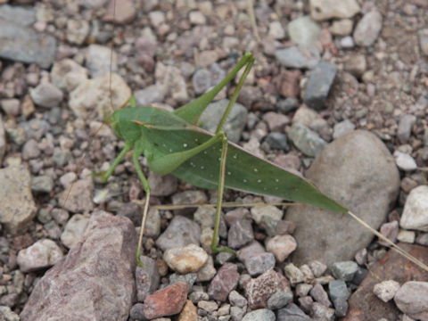 Scudderia pistillata