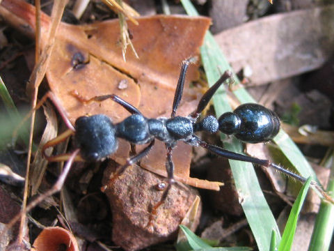 Myrmecia piliventris