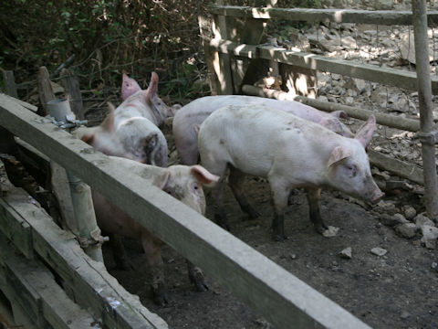 Sus scrofa var. domesticus