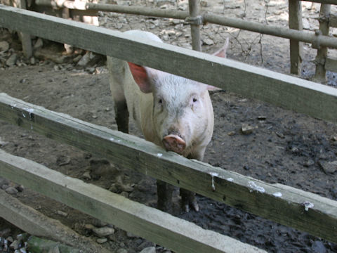 Sus scrofa var. domesticus