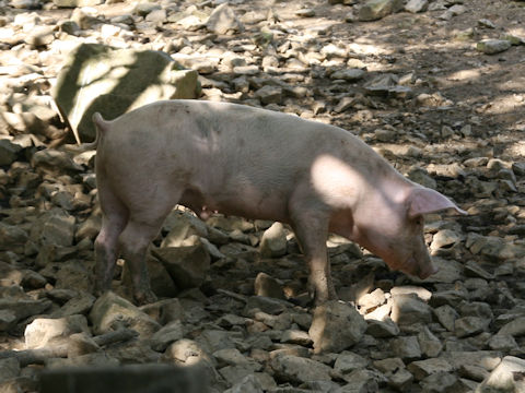 Sus scrofa var. domesticus