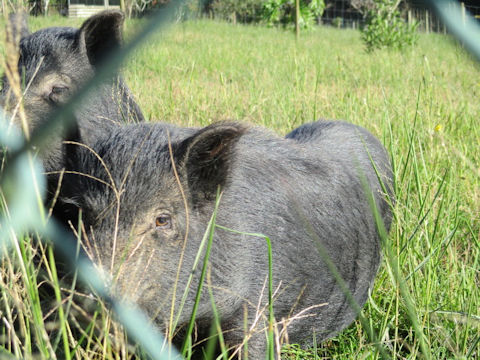 Sus scrofa var. domesticus