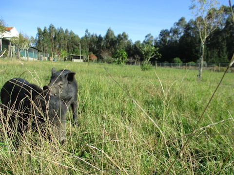 Sus scrofa var. domesticus