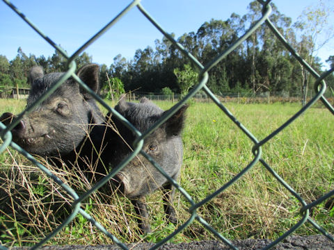 Sus scrofa var. domesticus