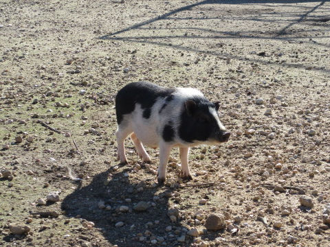 Sus scrofa var. domesticus