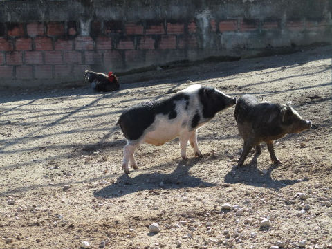 Sus scrofa var. domesticus