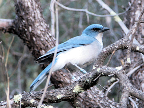 Polioptila caerulea