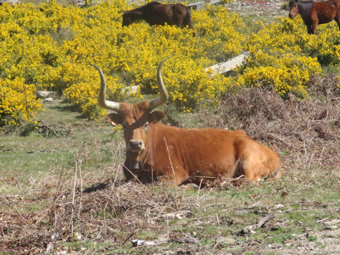 Bos taurus domesticus