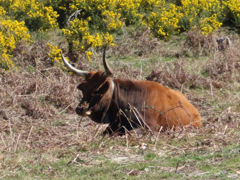 Bos taurus domesticus