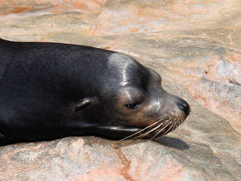 Zalophus californianus