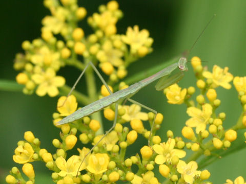 Tenodera angustipennis