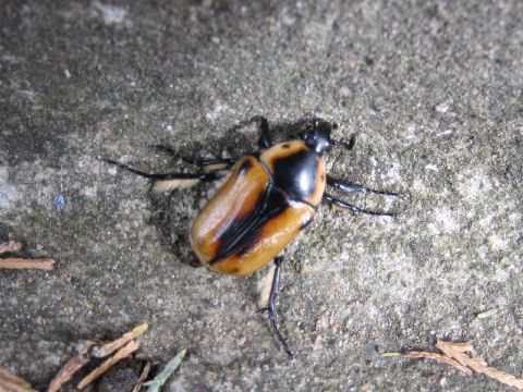 Diaphonia dorsalis