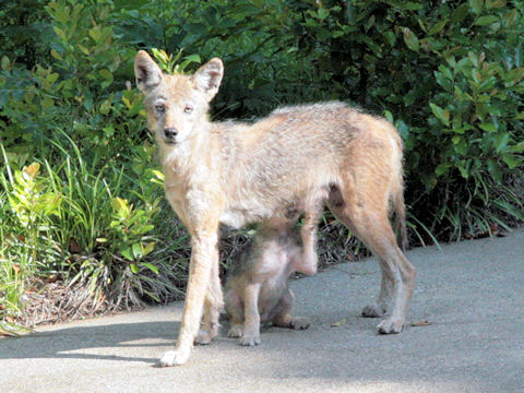 Canis latrans