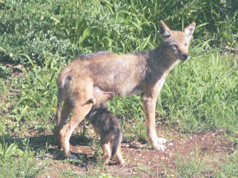 Canis latrans