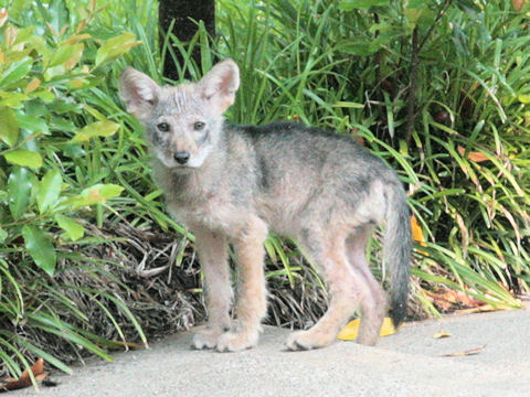 Canis latrans