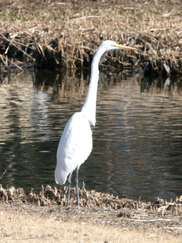 Egretta alba