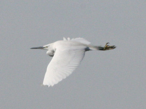 Egretta alba