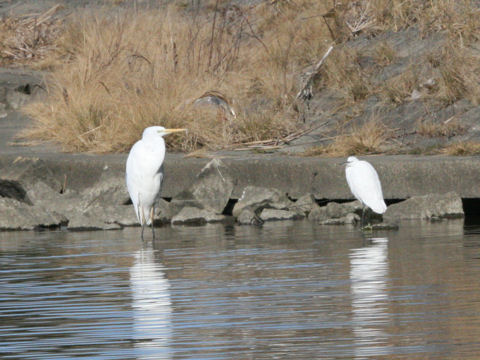 Egretta alba