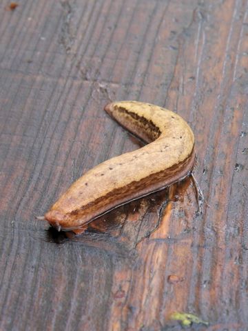 Meghimatium fruhstorferi daiseniana