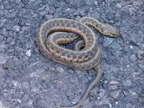 Thamnophis sauritus sauritus