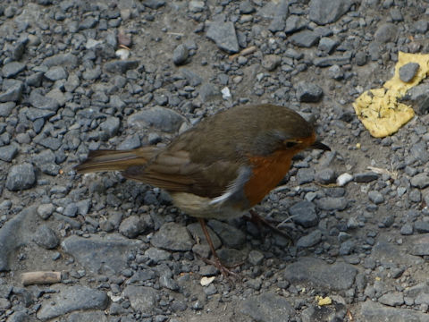 Erithacus rubecula