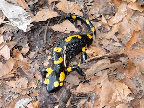 Salamandra salamandra