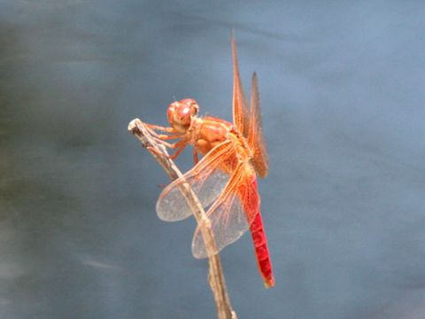 Libellula saturata