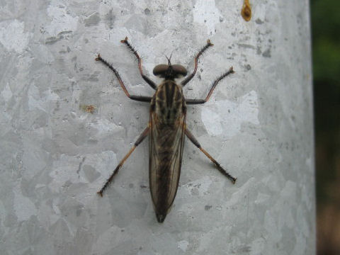 Apiocera sp.