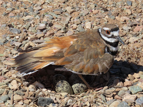 Charadrius vociferus