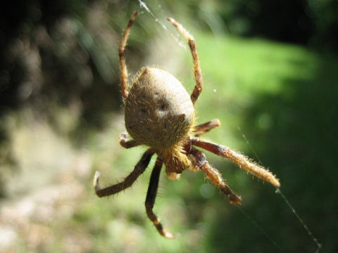 Eriophora transmarina