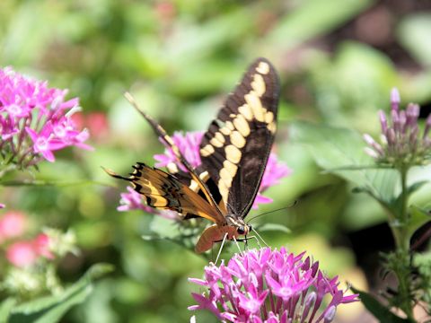 Papilio cresphontes