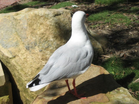 Larus novaehollandiae