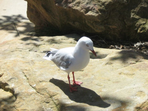 Larus novaehollandiae