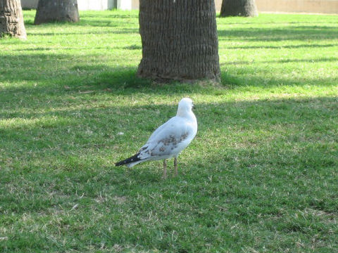 Larus novaehollandiae