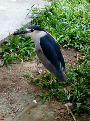 Nycticorax nycticorax