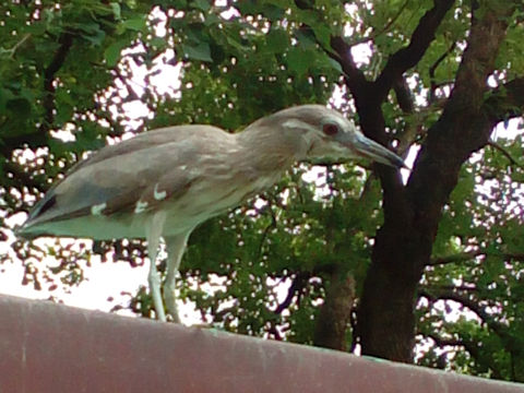 Nycticorax nycticorax