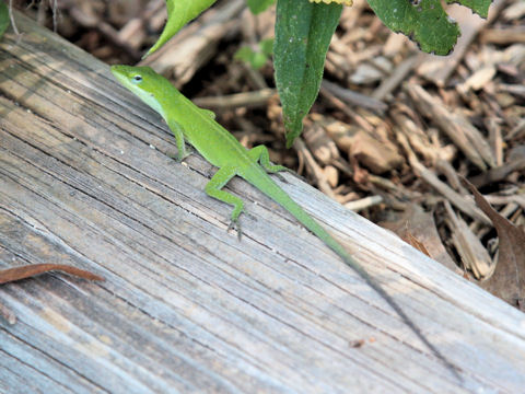 Anolis carolinensis